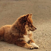 Vaïko participe au concours pour gagner de l'argent avec cette photo : animal, brown, calm, canine, daytime, dog, fluffy, fur, looking_away, lying_down, mammal, nature, outdoor, paws, pet, quiet, resting, road, side_view, street
