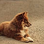 animal, brown, calm, canine, daytime, dog, fluffy, fur, looking_away, lying_down, mammal, nature, outdoor, paws, pet, quiet, resting, road, side_view, street