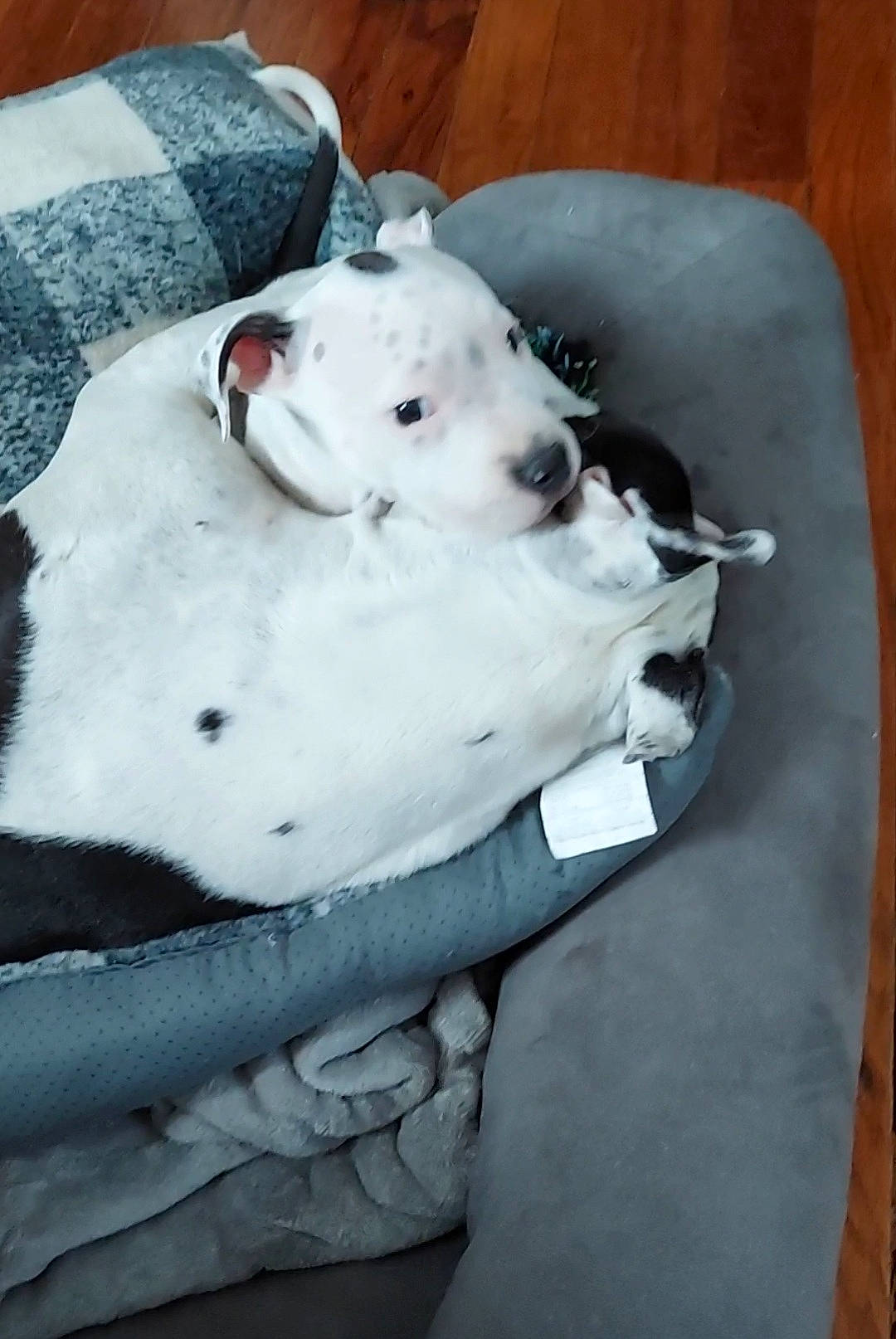 Sprinkles joined the competition — help win amazing prizes! canidae, carnivore, comfort, companion_dog, dalmatian, dog, dog_breed, fawn, fur, grey, head, linens, non_sporting_group, pattern, sitting, snout, sporting_group, stuffed_toy, toy, working_animal