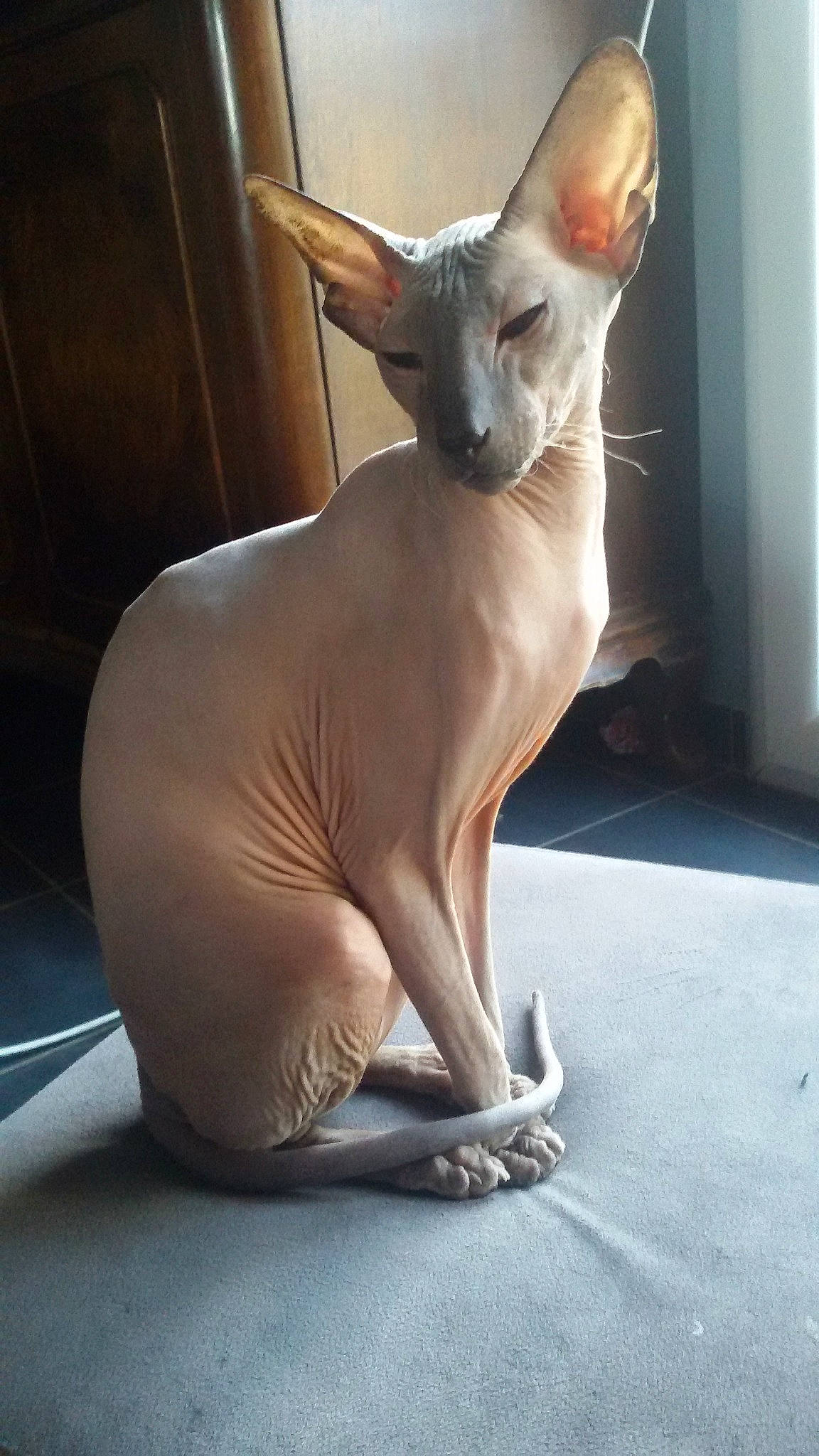 Prada participe au concours pour gagner de l'argent avec cette photo : carnivore, cat, cornish_rex, donskoy, fawn, felidae, mammal, organism, oriental_shorthair, peterbald, rex_cat, small_to_medium_sized_cats, sphynx, tail, ukrainian_levkoy, vertebrate, whiskers