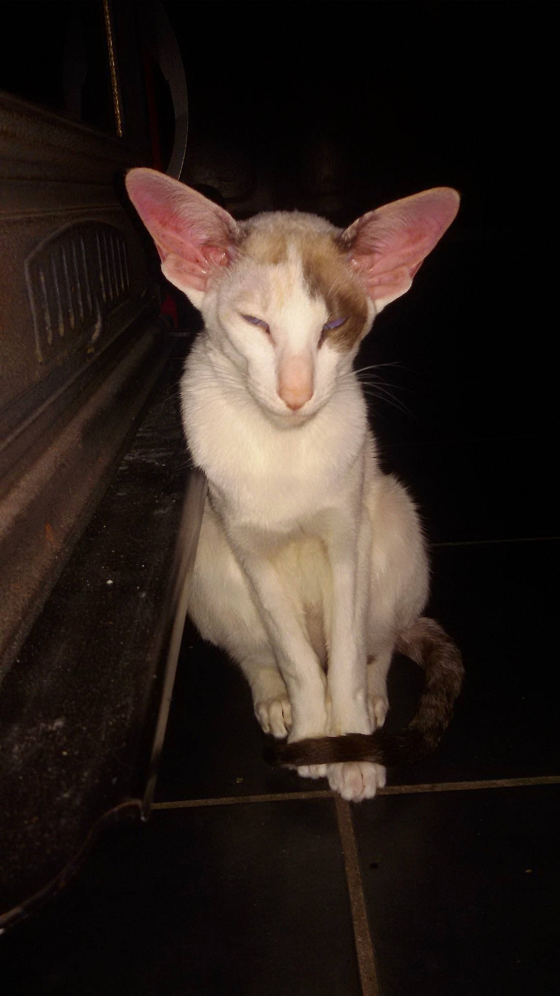 Prada participe au concours pour gagner de l'argent avec cette photo : asian, carnivore, cat, cornish_rex, felidae, javanese, kitten, mammal, oriental_longhair, oriental_shorthair, peterbald, small_to_medium_sized_cats, vertebrate, whiskers