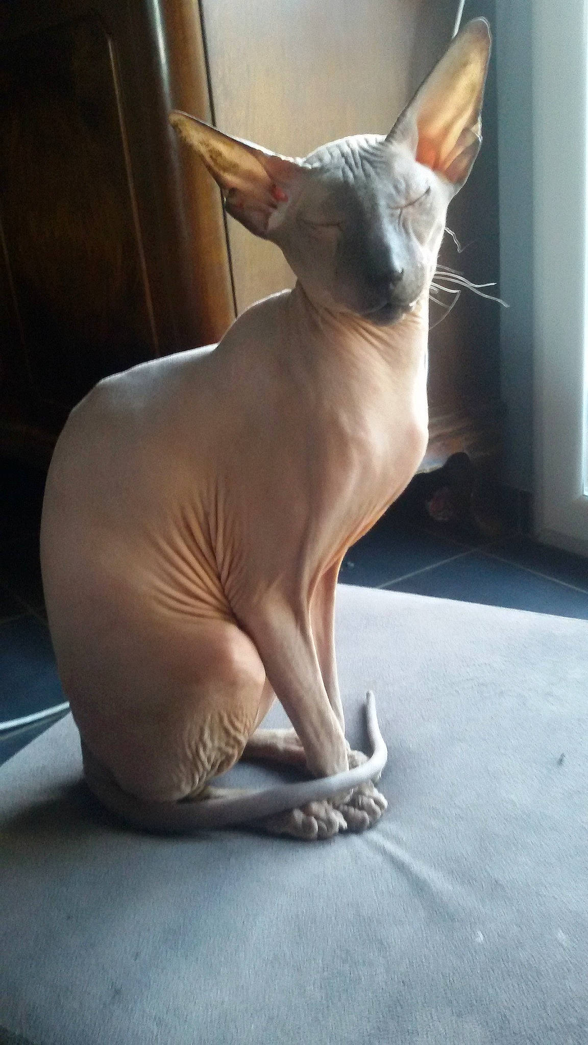 Wanda a rejoint le concours — aidez-le/la à gagner de superbes lots ! carnivore, cat, cornish_rex, donskoy, felidae, mammal, peterbald, small_to_medium_sized_cats, sphynx, tail, ukrainian_levkoy, vertebrate, whiskers