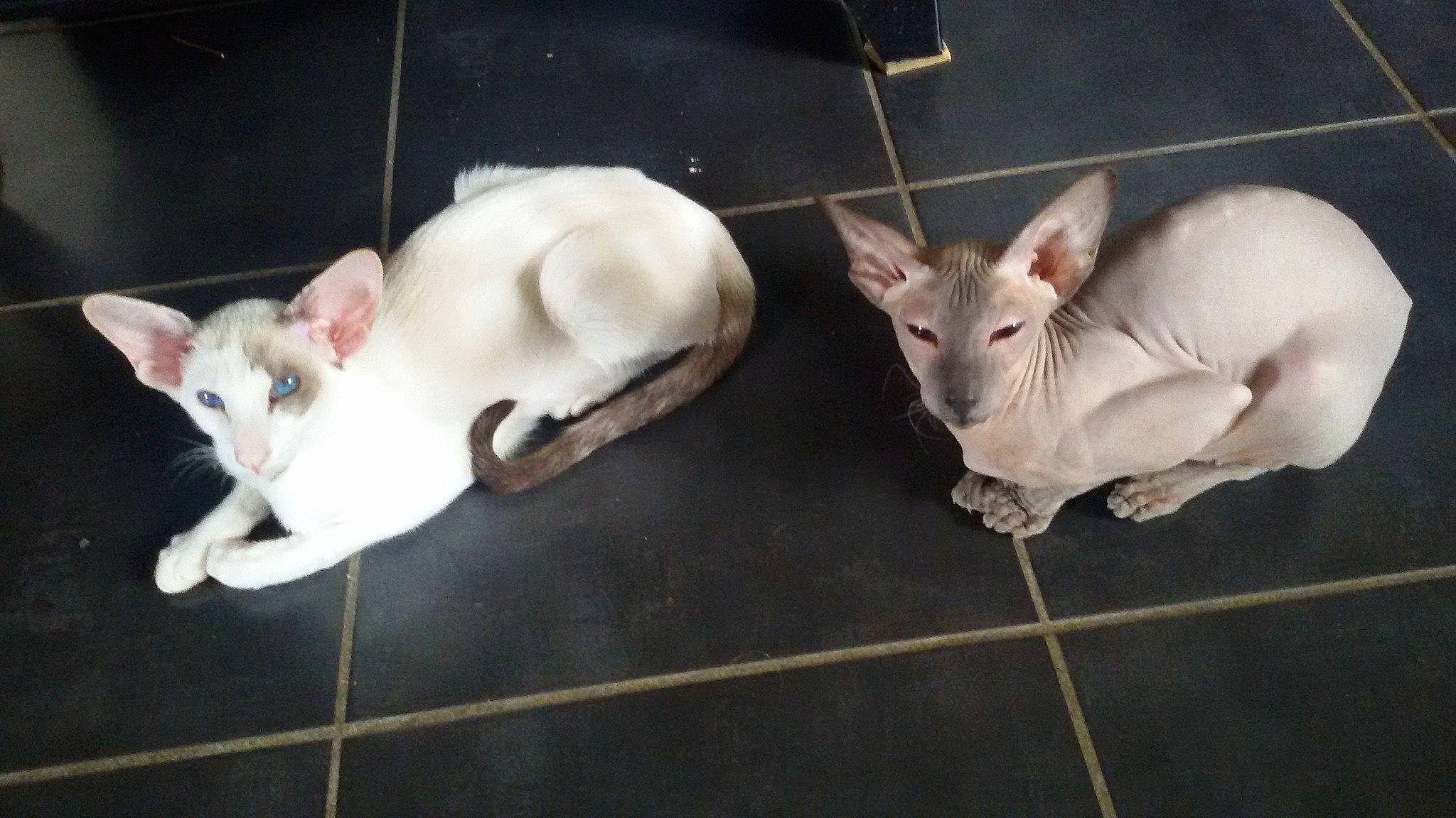 Wanda a rejoint le concours — aidez-le/la à gagner de superbes lots ! canidae, carnivore, cat, colorpoint_shorthair, cornish_rex, devon_rex, donskoy, fawn, felidae, kitten, mammal, oriental_shorthair, peterbald, rex_cat, small_to_medium_sized_cats, sphynx, tail, ukrainian_levkoy, vertebrate, whiskers