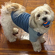 Chappy is registered to the contest to win money with this photo: animal, ball, blue_shirt, companion, curly_fur, cute, dog, domestic, friendly, happy, indoor, looking_up, pet, playful, small_dog, standing, toy, white_fur, wooden_floor, young_dog