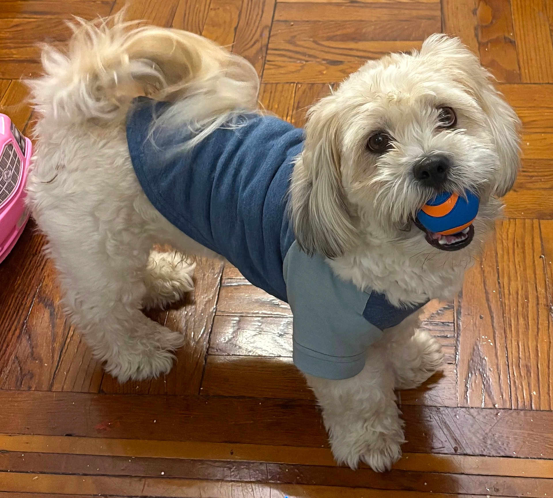 Chappy is registered to the contest to win money with this photo: animal, ball, blue_shirt, companion, curly_fur, cute, dog, domestic, friendly, happy, indoor, looking_up, pet, playful, small_dog, standing, toy, white_fur, wooden_floor, young_dog