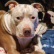 Georgie is registered to the contest to win money with this photo: dog, pet, canine, indoor, blanket, resting, brown, white, face, ears, fur, closeup, comfort, cozy, relaxation, animal, portrait, paw, home, laying