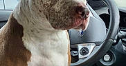 Georgie joined the competition — help win amazing prizes! animal, brown_and_white, calm, car_interior, companion, cute, dog, domestic_animal, ears, inside, mammal, pet, pitbull, seat, short_hair, sitting, snout, steering_wheel, vehicle, window