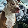 dog, pitbull, car_interior, steering_wheel, window, seat, brown_and_white, pet, animal, sitting, calm, inside, vehicle, companion, cute, mammal, domestic_animal, short_hair, ears, snout