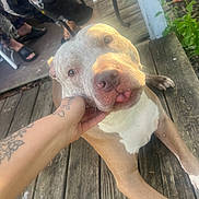 Georgie joined the competition — help win amazing prizes! animal, brown, casual, close_up, companion, dog, footwear, hand, nature, outdoor, people, pet, porch, relaxed, summer, sunlight, tattoo, tongue_out, white, wooden_deck