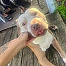 animal, brown, casual, close_up, companion, dog, footwear, hand, nature, outdoor, people, pet, porch, relaxed, summer, sunlight, tattoo, tongue_out, white, wooden_deck