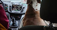 Georgie is registered to the contest to win money with this photo: dog, car_interior, dashboard, rain, windshield, driver, seat, steering_wheel, road, trees, traffic_light, vehicle, passenger, window, rear_view_mirror, clothing, electronics, center_console, nature, overcast