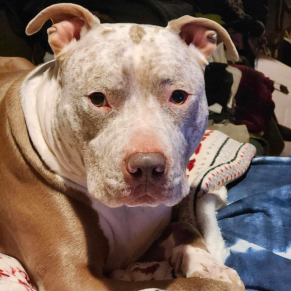 Bubba