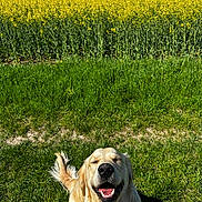 Vaicko participe au concours pour gagner de l'argent avec cette photo : dog, golden_retriever, grass, flower_field, yellow_flowers, sunny, outdoor, smiling, happy, pet, nature, greenery, canine, animal, summer, daylight, tail, fur, park, landscape