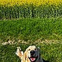 dog, golden_retriever, grass, flower_field, yellow_flowers, sunny, outdoor, smiling, happy, pet, nature, greenery, canine, animal, summer, daylight, tail, fur, park, landscape
