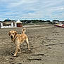 Vaicko a rejoint le concours — aidez-le/la à gagner de superbes lots ! dog, golden_retriever, beach, sand, wet_dog, cloudy_sky, outdoor, animal, pet, leash, stick, nature, daytime, shore, trees, vacation, playful, canine, water, fun