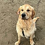Vaicko a rejoint le concours — aidez-le/la à gagner de superbes lots ! dog, golden_retriever, wet, muddy, beach, sand, sitting, pet, animal, outdoor, fur, canine, looking, collar, nature, daylight, muzzle, ears, paw, tail