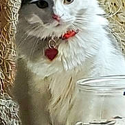 Miss Priss joined the competition — help win amazing prizes! cat, white_cat, pet, feline, collar, heart_tag, glass_jar, coins, money, table, indoors, texture, pattern, closeup, animal, domestic_animal, fur, whiskers, ears, eyes