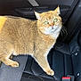 cat, feline, pet, animal, green_eyes, fur, car_interior, car_seat, seatbelt, sunlight, alert, curious, whiskers, domestic_animal, mammal, indoor, close_up, portrait, golden_fur, backseat