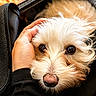 dog, white_dog, pet, animal, fluffy, close_up, hand, black_bag, zipper, cute, portrait, cozy, eyes, nose, fur, domestic_animal, companion, canine, snout, resting