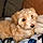 Teddy