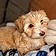 Teddy
