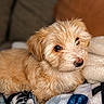 Teddy joined the competition — help win amazing prizes! puppy, dog, fluffy, cream_colored, blanket, cozy, indoor, pet, cute, fur, animal, resting, looking_up, soft, comfort, young_dog, close_up, domestic, adorable, warm