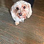 dog, pet, small_dog, curious, fluffy, white_fur, wooden_floor, indoor, looking_up, animal, cute, domestic_animal, floor, four_legs, furniture, collar, companion, friendly, canine, household