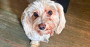 Teddy joined the competition — help win amazing prizes! adorable, animal, canine, closeup, companion, curious, cute, dog, domestic_animal, friendly, fur, house, indoor, looking_up, pet, portrait, small_dog, white_dog, wooden_floor, young_dog