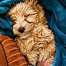 puppy, dog, sleeping, blanket, cozy, fur, cute, pet, rest, snuggled, soft, warm, indoor, closeup, comfort, animal, relaxation, texture, teal, orange