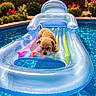 Apollo joined the competition — help win amazing prizes! dog, pool, inflatable, float, water, summer, outdoor, sunny, curly_hair, pet, animal, blue, garden, flowers, leisure, relaxation, daytime, backyard, vacation, fun