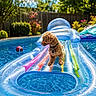 dog, pool, inflatable_float, water, summer, outdoor, sunny, greenery, flowers, blue_sky, pet, relaxation, backyard, fence, colorful, curly_hair, animal, vacation, leisure, daytime