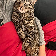 Leo joined the competition — help win amazing prizes! cat, tabby, sleeping, pet, animal, fur, whiskers, paw, relaxing, domestic_cat, striped, person, arm, blanket, red, comfort, indoor, cozy, rest, nap