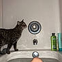 Leo joined the competition — help win amazing prizes! cat, tabby_cat, bathtub, water, human_leg, bathroom, toiletries, bottle, curious, reflection, indoor, pet, animal, relaxation, side_view, white_wall, metal_faucet, bath, domestic, clean