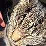 Leo is registered to the contest to win money with this photo: cat, tabby, sleeping, close_up, fur, whiskers, pet, animal, peaceful, relaxed, sunlight, indoor, cozy, mammal, cute, face, nose, ear, striped, feline