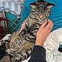 cat, tabby_cat, hands, person, black_sleeve, white_jacket, blue_pillow, blanket, indoor, furniture, couch, pet, animal, striped_fur, relaxed, seated, close_up, domestic_cat, fur_pattern, holding
