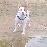 Dixie is registered to the contest to win money with this photo: dog, white_dog, brown_patch, sand, water, pond, reflection, outdoor, grass, animal, pet, canine, collar, alert, nature, bank, standing, ears_up, daylight, muddy_water