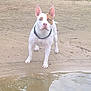 dog, white_dog, brown_patch, sand, water, pond, reflection, outdoor, grass, animal, pet, canine, collar, alert, nature, bank, standing, ears_up, daylight, muddy_water
