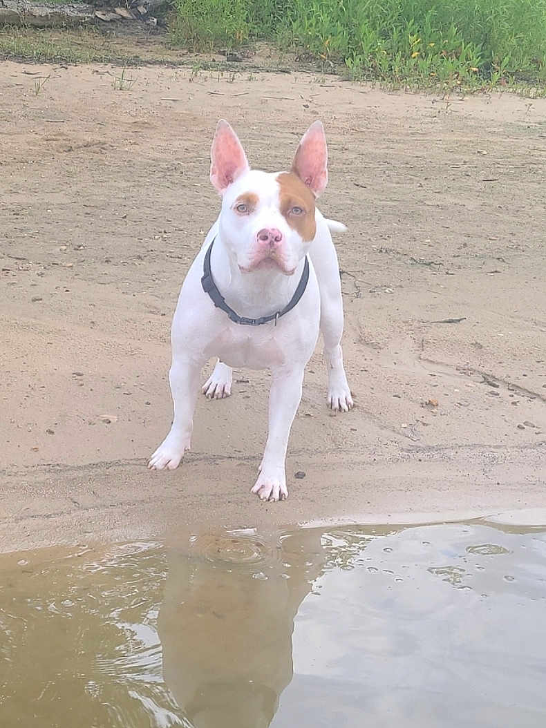 Dixie is registered to the contest to win money with this photo: dog, white_dog, brown_patch, sand, water, pond, reflection, outdoor, grass, animal, pet, canine, collar, alert, nature, bank, standing, ears_up, daylight, muddy_water