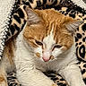 cat, orange_cat, white_cat, feline, pet, animal, sleepy, relaxed, lying_down, portrait, close_up, whiskers, ears, pink_nose, fur, blanket, leopard_print, cozy, indoors, home