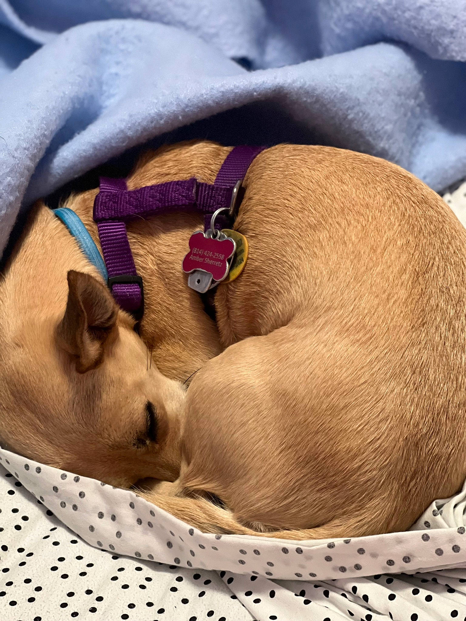 Miya is registered to the contest to win money with this photo: canidae, carnivore, comfort, companion_dog, dog, dog_bed, dog_breed, dog_supply, fawn, linens, liver, nap, non_sporting_group, paw, pet_supply, sleep, snout, sporting_group, toy_dog, working_animal