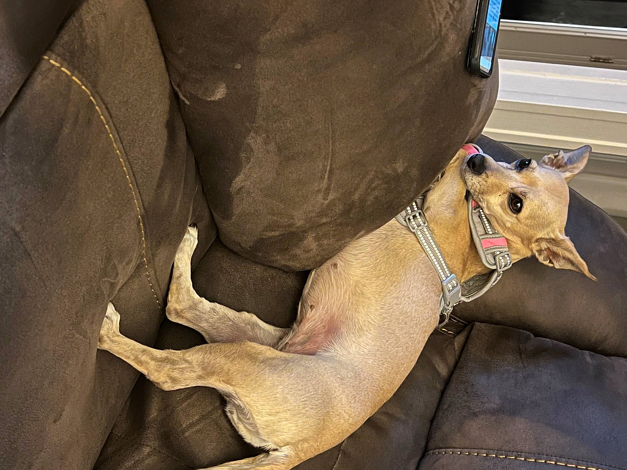 Miya is registered to the contest to win money with this photo: car, car_seat, carnivore, collar, comfort, companion_dog, dog, dog_breed, dog_collar, fawn, felidae, foot, human_leg, small_to_medium_sized_cats, snout, thigh, vehicle, vehicle_door, whiskers, working_animal