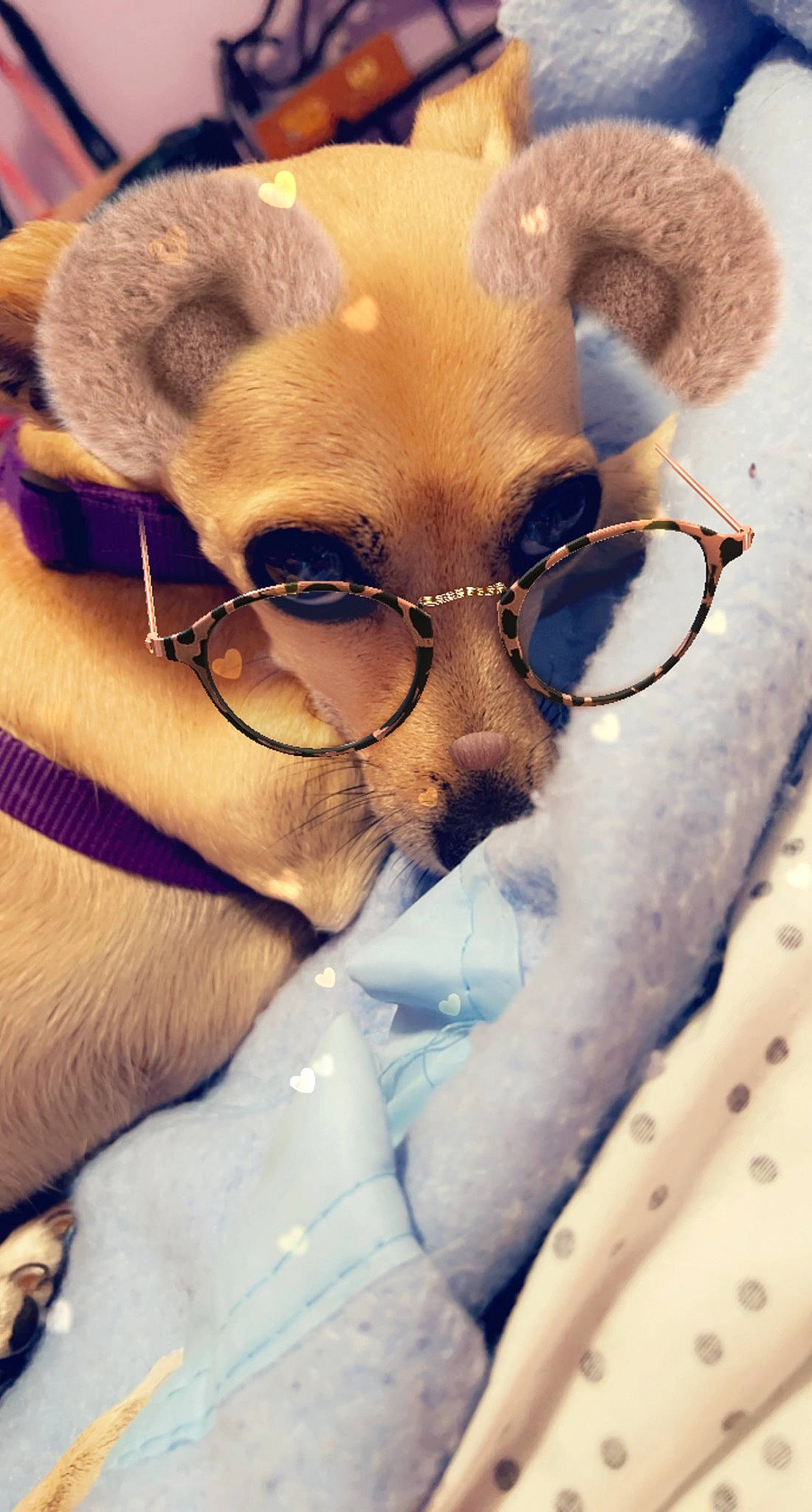 Miya joined the competition — help win amazing prizes! carnivore, comfort, companion_dog, dog, dog_breed, ear, eyelash, eyewear, fawn, felidae, glasses, head, nose, selfie, snout, sunglasses, toy, vision_care, whiskers, working_animal
