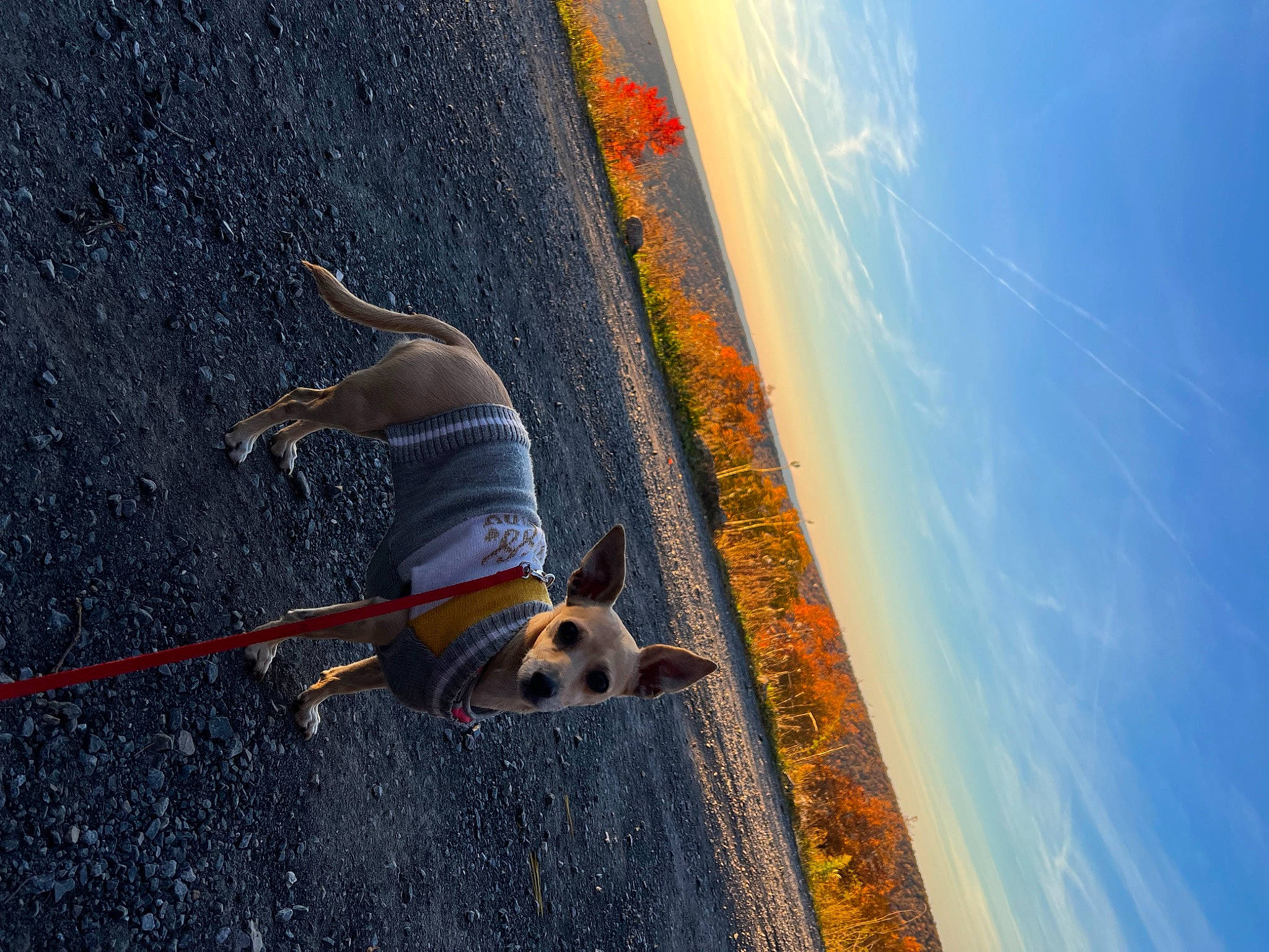 Miya is registered to the contest to win money with this photo: adventure, carnivore, cloud, collar, companion_dog, dog, dog_breed, electric_blue, extreme_sport, fun, leisure, recreation, rope, shadow, sky, slope, sporting_group, sports, water, wind