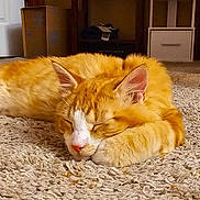 Little Kitty Pheonix joined the competition — help win amazing prizes! animal, carpet, cat, closeup, cozy, cute, ears, feline, fur, home, indoor, mammal, nose, orange_cat, paw, pet, relaxing, resting, sleeping, whiskers