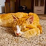 animal, carpet, cat, closeup, cozy, cute, ears, feline, fur, home, indoor, mammal, nose, orange_cat, paw, pet, relaxing, resting, sleeping, whiskers