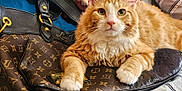 Little Kitty Pheonix is registered to the contest to win money with this photo: animal, cat, closeup, cute, designer_bag, eyes, face, fashion, fluffy, fur, handbag, indoor, louis_vuitton, luxury, orange_cat, paws, pet, resting, soft, whiskers