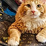 Little Kitty Pheonix is registered to the contest to win money with this photo: animal, cat, closeup, cute, designer_bag, eyes, face, fashion, fluffy, fur, handbag, indoor, louis_vuitton, luxury, orange_cat, paws, pet, resting, soft, whiskers