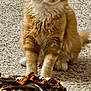 Little Kitty Pheonix is registered to the contest to win money with this photo: animal, background, carpet, cat, cozy, fabric, feline, fluffy_cat, front_paws, fur, home, indoor, orange_cat, patterned_fabric, person_legs, pet, relaxed, sitting, socks, white_cat