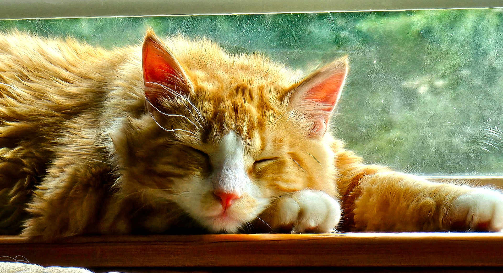 Little Kitty Pheonix