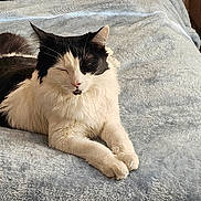 Reggie joined the competition — help win amazing prizes! cat, black_and_white, feline, bed, blanket, indoor, relaxed, sleepy, fur, pet, resting, cozy, wooden_furniture, drawer, cardboard_box, soft_texture, home, domestic_animal, cute, animal